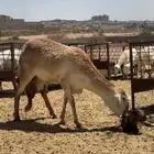 رخل