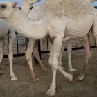 حاشي