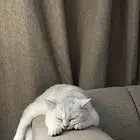 سكوتش ستريت