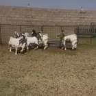 تيوس العدد 6