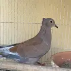 هجين ياكريم