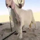 مشروع فحل نادر