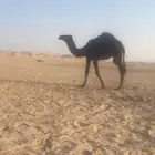 قعدان قصب