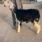 لللبيع رخل نجديه كفو. تمم البيع