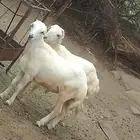 كباش للبيع