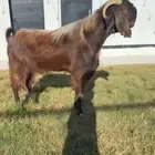 تيس قبرصي فاخر
