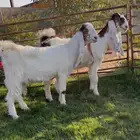 جفرتين جذعات خصم