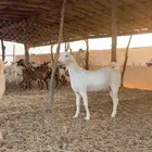 جفار بيشيات برص صنف
