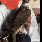 صقر حر 17ب 17