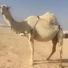 ابل نياق كفو