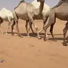بكره