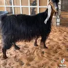 عنز جرم ناهي حاصب