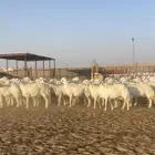 غنم حريات حرش صنف34 دفيع