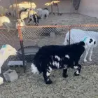 طليبن مقفله للبيع تم البيع