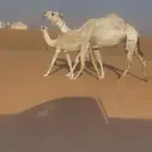 ناقه عشرا تحتها بكره طيبه