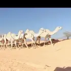 البل الكفوو