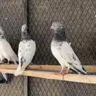 للبيع حمام باكستاني تيدي طيااار