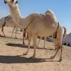 ضريبه خفوت كفوو