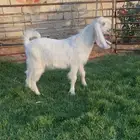 تيس ابيض شامي