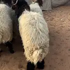 طليان جبره وطيبه ضهور وطراف الموقع السلميه