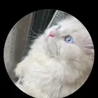 قطه للتبني