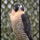 مطلوب شيهانه جبليه طول عرض من 13 الى 14 صايده الحمام وملواح