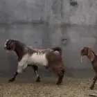 فحل معزاء صنف