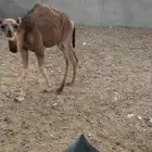 قعود للبيع