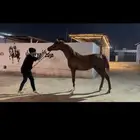 مهر مكس حفيد ماركيز قاهر تم البيع