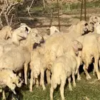 ضان صفر دفيع وولاد