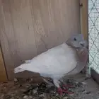 حمام