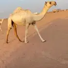 بكره وضحاء