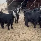 معزا عوارض صنف طيبه