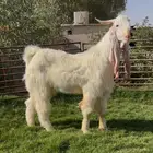 تيس ابرص ثني