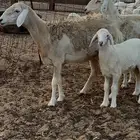 نعجه صنف رباع