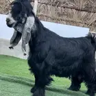 فحل بعمر ثني خصم معرف