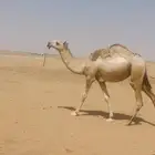 بكره شقحا