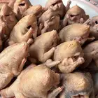 زغاليل حمام