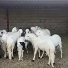 للبيع سواكن مرابي