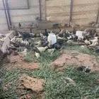 صيصان العمر شهر ونص