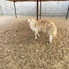 طلي صنف الصنف مشروط