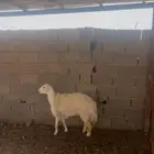 رخال ثنيه ورباعيه فل الفل شحم