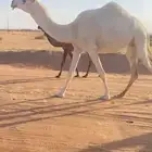 بكر لقحه سنها ثنيه كفوو