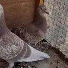 جوز زاجل سباق