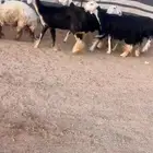 شياه نجد صنف