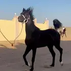 مهره شعبيه دهما جرم طيب ومعسوفه