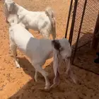 تيوس