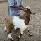 تيس سوري على عارضي للبيع العمر سنه