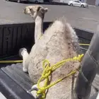 قعود للبيع