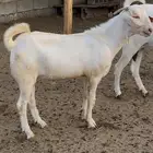 تيس بيشي للبيع